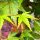 Japán juhar 'Limelight' fajta - Acer palmatum 'Limelight'