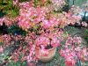 Japán juhar 'Limelight' fajta - Acer palmatum 'Limelight'