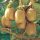 Termős kiwi 'Hayward' fajta - Actinidia deliciosa 'Hayward'