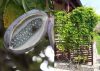 Ötlevelű akébia - Akebia quinata