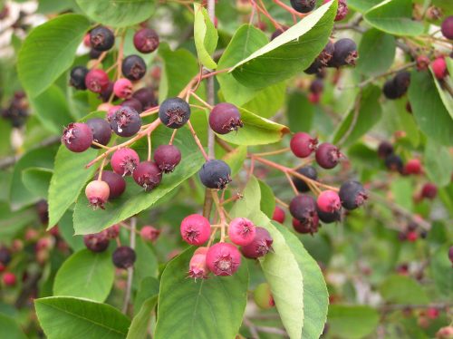 Fürtös fanyarka - Amelanchier spicata