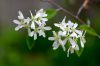 Fürtös fanyarka - Amelanchier spicata