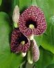 Pipavirágú farkasalma - Aristolochia macrophylla