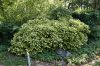 Tarka levelű japán babérsom 'Crotonifolia' fajta - Aucuba japonica 'Crotonifolia'