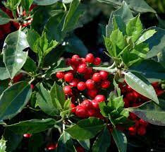 Japán babérsom 'Rozannie' fajta - Aucuba japonica 'Rozannie'